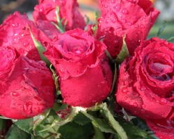 Top 10 Florists in Lubbock TX - Quick Flowers Delivery Service